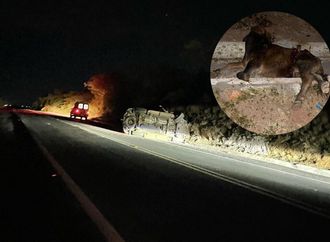 Acidente envolvendo animal na estrada de Central nesta quarta (12) alerta para riscos na região de Irecê