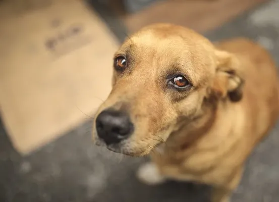 Após denúncia, homem confessa ter esquartejado cães em São Gabriel