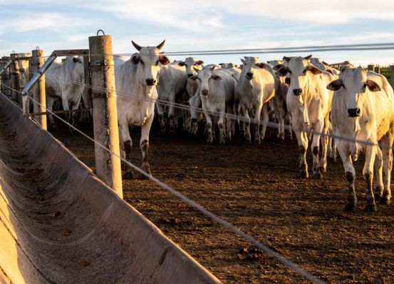 Bahia ultrapassa 13,1 milhões de cabeças de gado e lidera produção no Nordeste