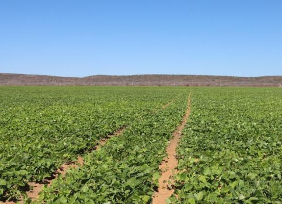 Baixio de Irecê: maior projeto de irrigação da América Latina impulsiona produção agrícola