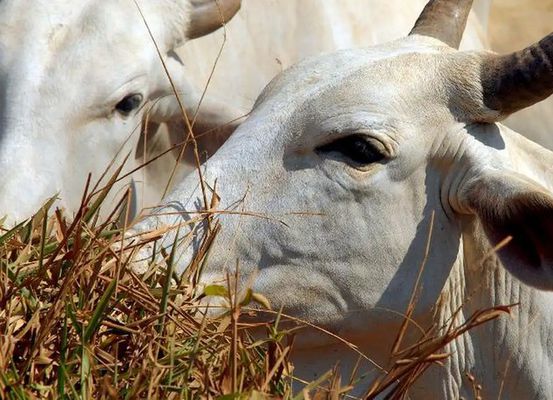 Brasil se torna livre de febre aftosa sem vacinação