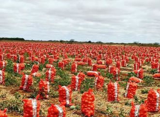 Cebola da Região de Irecê mantém preço estável com aumento de demanda no Nordeste