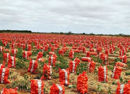 Cebola da Região de Irecê mantém preço estável com aumento de demanda no Nordeste