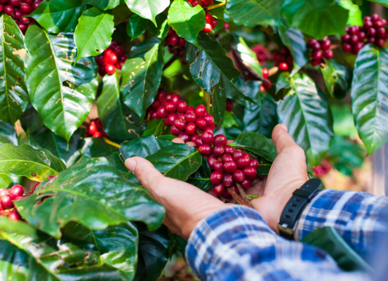 Chapada Diamantina conquista Indicação Geográfica para cafés produzidos na região