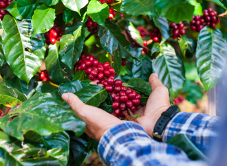 Chapada Diamantina conquista Indicação Geográfica para cafés produzidos na região