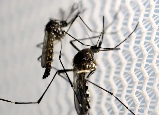 Estratégia de combate ao Aedes com larvicida vira política nacional