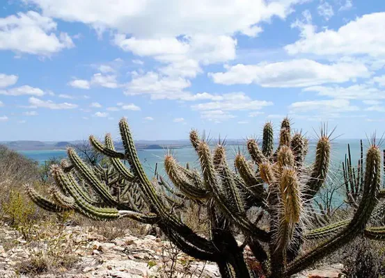 Governo vai criar 12 unidades de conservação na Caatinga