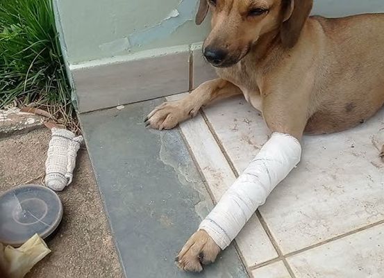 Homem é preso por agredir cachorro com golpes de madeira em Jussara