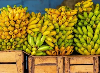 Ibipeba se destaca na produção de banana e ocupa 14ª posição na Bahia