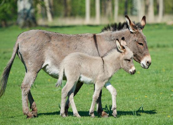 Jumentos correm risco de extinção: abate de animais cresceu 35 vezes em 7 anos