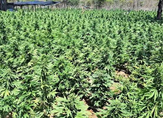 Mais de 8 toneladas de drogas foram apreendidas na Bahia em 2024