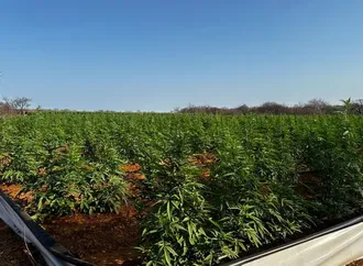 Mais uma 'indústria" para produção de Maconha é desarticulada em Irecê