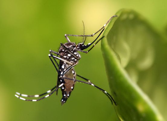 Mortes por dengue na Bahia chegam a 138; situação de epidemia atinge 30 cidades