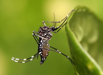 Mortes por dengue na Bahia chegam a 138; situação de epidemia atinge 30 cidades