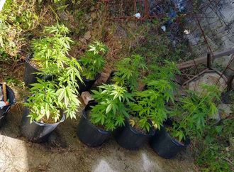 Mulher que plantava maconha em casa é presa por tráfico em Barra do Mendes