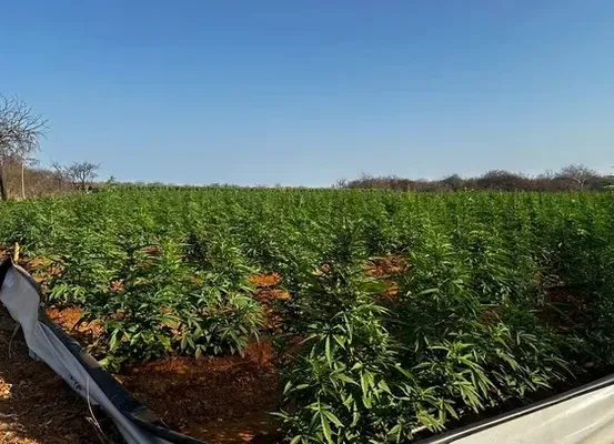 Plantação de maconha em Irecê era gerenciada por líder do BDM de dentro do presídio, segundo site Metropoles