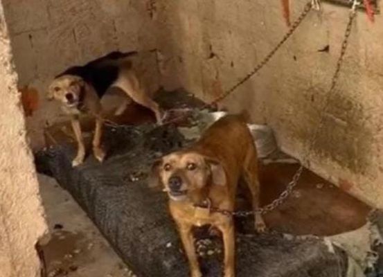 Polícia Militar resgata cães em situação de maus-tratos em Presidente Dutra