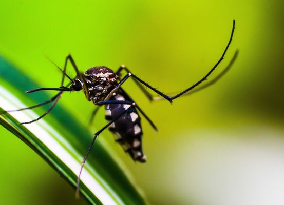 Queda de casos de dengue no Brasil deve se manter até fim de novembro