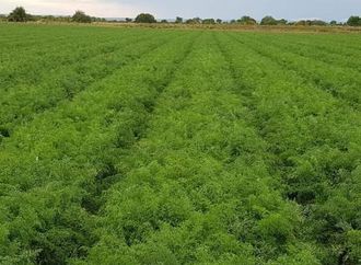 Região de Irecê mostra força na produção de cenouras com qualidade