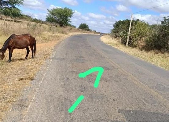 Umbuzeiro: animais amarrados à beira da estrada colocam vidas em risco